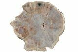 Polished, Petrified Wood (Araucarioxylon) Round - Arizona #193694-1